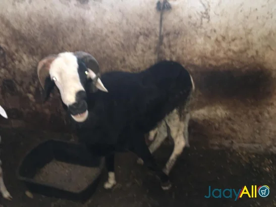 Vente de Moutons à Fann Point E Amitie dès 350000 FCFA - Animaux