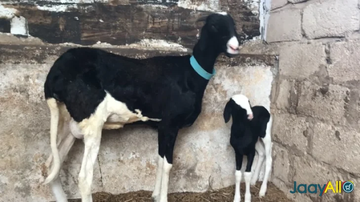 Vente de Moutons à Sicap Liberte dès 600000 FCFA - Animaux